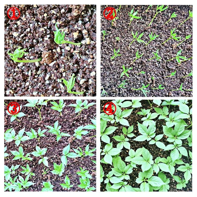 Gap-packed Ginseng Seeds, 1kg of Ginseng Seeds, for Cultivation, 1kg, 1 Piece