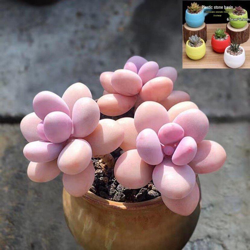 Peach Egg Multi-headed Succulent Plant with Old Trunk (Pot Not Included) – Ideal Indoor Greenery