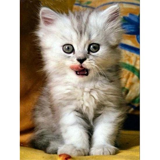 Huacan 5D Diamond Painting Full Square Cat Rhinestones Pictures Animals Diamond Embroidery Diamond Mosaic