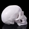 Convenient Human Head Model Removable Anatomical Head Skull Fine Arts Skull Model  School Supplies