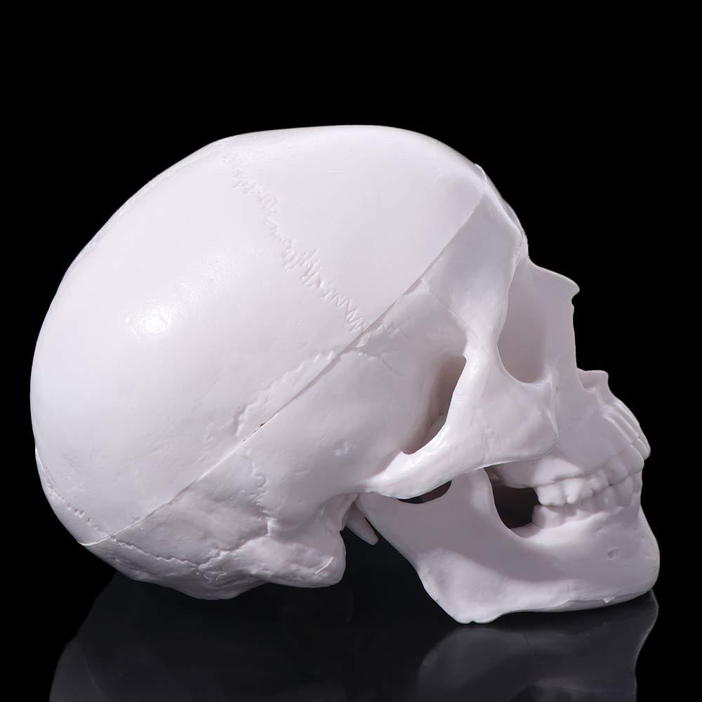 Convenient Human Head Model Removable Anatomical Head Skull Fine Arts Skull Model School Supplies