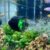 Glowing Aquarium Flow Fan Plastic Rotating Wave Nozzle Fish Tank Wave Maker  Saltwater Tank