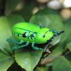 Fashion Pet Insect Cicada Beetle Simulation Cute Cat Toys Mini Auto Walking Insect Teaser Interactive 1pc New Electric