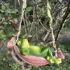 Swing Frog Hanging Ornament Outdoor Garden Tree Hanging Lying Sleeping Frog Statue Figurine Resin Cartoon Animal Sculpture Decoration