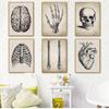Posters And Prints Wall Pictures For Living Room Brain Finger Skull Human Anatomy Poster Vintage Wall Art Canvas Painting Nordic