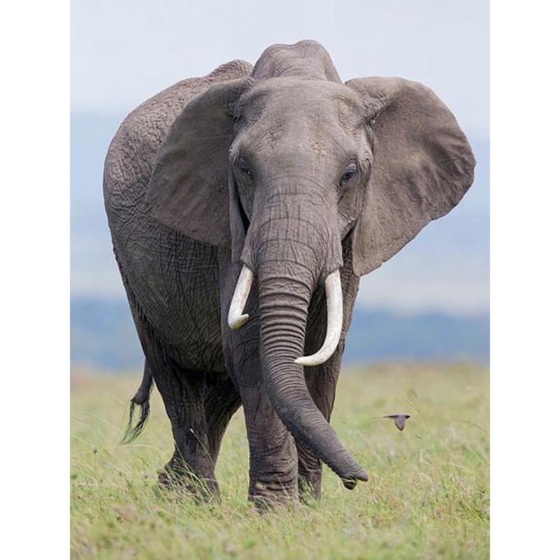 Слон DIY 5D алмазная живопись полная круглая дрель животное Алмазная вышивка крестиком мозаика наборы настенное искусство домашний декор