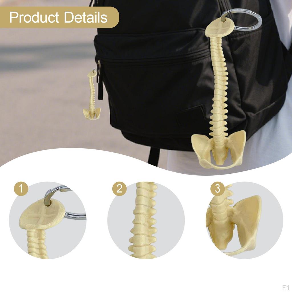 Брелок для ключей "Позвоночник человека", подвеска для сумки, ПВХ, 15 см, ручная работа, маленький, легкий, биология, подвеска для ключей