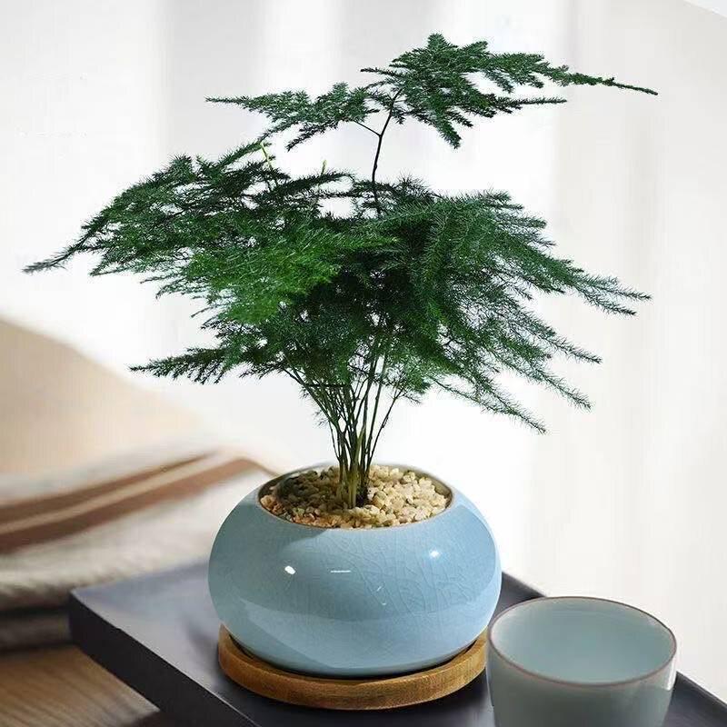 Pre-owned Fengwen Bamboo Indoor Potted Plant – Year-round Green Bonsai for Easy Care in Living Rooms or Offices.