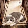 2D Cat-Shaped Area Rug Anti-fouling Cartoon Carpet Cute Home Decor Carpet  Bedrooms