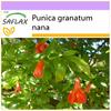Dwarf Pomegranate - 50 Seeds - Punica Granatum Nana