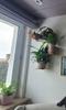 Gold Wall Flower Stand for 3 Pots, Metal Flowerpot Stand, Wall Decoration for the Living Room, Hanging Flower Holder