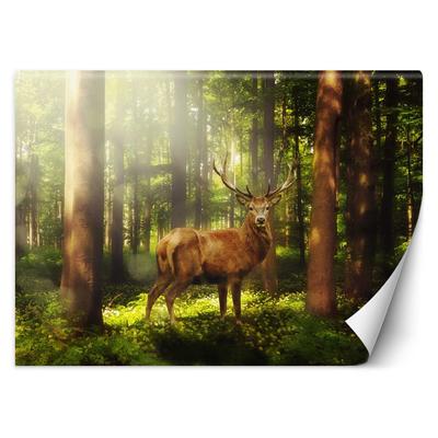 Обои Олени Животные Лес Природа