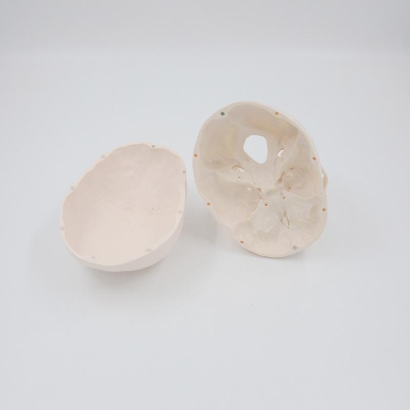 White-Headed Skull B Resin Craft 1:1 Model Sculpture Ornament