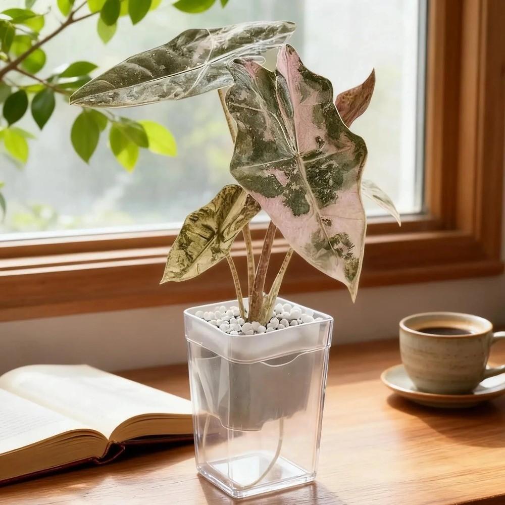 12 Set Clear Plastic Automatic Watering Planter Drainage Holes Propagation Plant Pot Indoor Plants