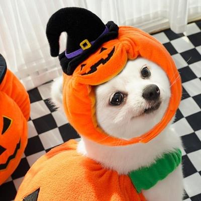Кошки – Одежда для кошек