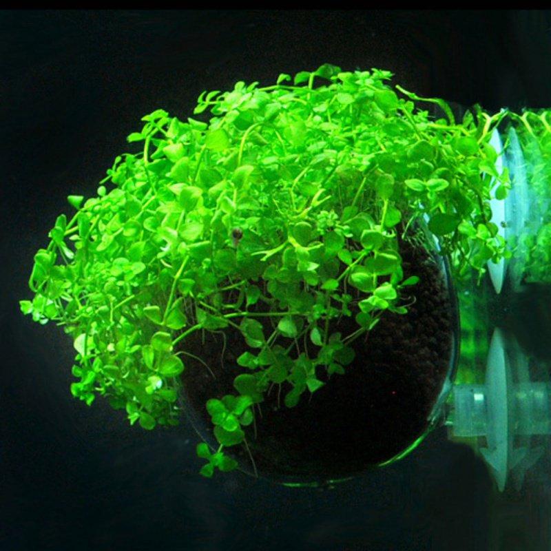 Стакан для водных растений с держателем на присоске, стеклянный горшок для растений, мини-ваза, красная кормушка для червей для аквариума, акваскейп-украшение