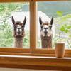 Cute Alpaca Balcony Glass Showcase Home Background Beautification Wall Stickers