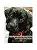 Книга Lovely Labradors Dog Coloring Book - Dogs Coloring Pages For Kids & Adults : 4