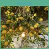 Fruit Artificial Lemon Branch Foam For Photography And Staging Props Decoration