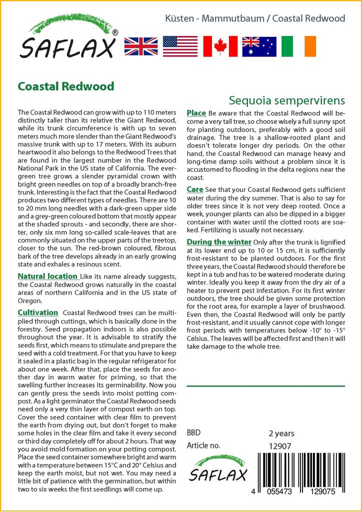 SAFLAX Прибрежное секвойя - 50 семян - Sequoia sempervirens