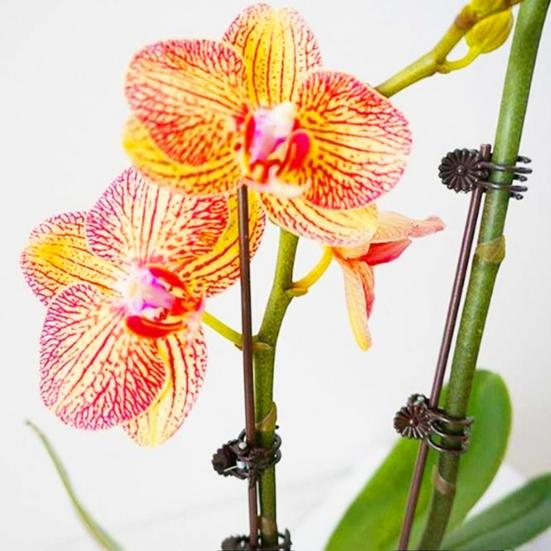 100 шт. зажим для стебля орхидеи универсальные стабильные экологически чистые зажимы для поддержки растений для более здоровых продуктивных растений