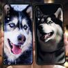 Чехол для телефона Сибирский хаски ездовая собака для Samsung Galaxy A24 A13 A53 A73 A33 A22 A12 5G A02 A03 A70 A50 A10 A20 A30 Силиконовый чехол