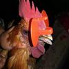 20/50/100 Pcs Chicken Glasses with Non-bolted Clips Anti-pecking and Fighting Type of Non-nasal-piercing Without Bolts