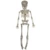 Skeleton Model Halloween Animal Skeleton Bat Mouse Lizard Scorpion Halloween Bats Skeleton   Home