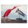 Audubon Vintage Bird Poster Canvas Print Wall Art Picture American Heron Swan Roseate Spoonbill Scarlet Lbis Blue Crane Decor