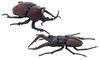 Fujimi Model Free Research Series 25 Living Creatures Stag Beetle Rhinoceros Beetle Battle Plastic Model Free Research 25 No. Edition Vs. Set,