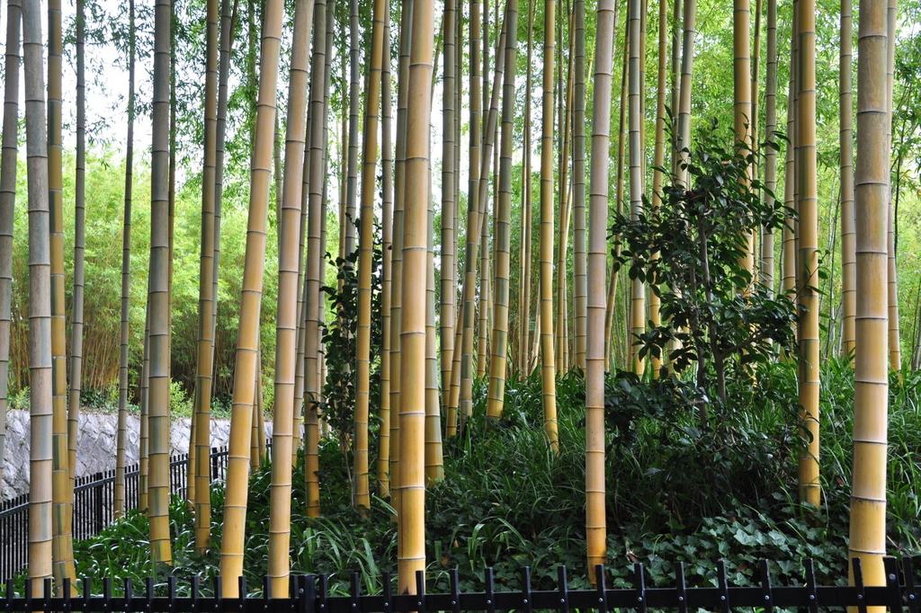 SAFLAX Мосо Бамбук - 20 семян - Phyllostachys pubescens