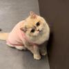 Новый Мягкий Жилет для Кошки Хлопковый Эластичный Одежда для Собак Дышащая Ткань для Питомцев Летняя