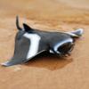Fish Model Manta Ray Model Simulation Sea Life Action Figurines Ocean Animal Figures  Kids Toy