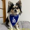 Official MLB Los Angeles Dodgers Shohei Ohtani Reversible Bandana for Dogs, Sizes S-M, Pets