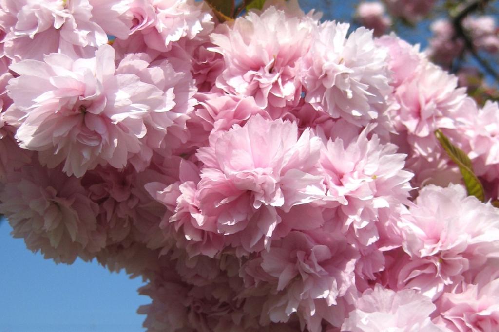 SAFLAX Wild Black Cherry - 30 семян - С горшечным субстратом для лучшего выращивания - Prunus serrulata