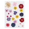 Dried and Pressed Flowers - Multicolor - 22 Pcs - Home Decor - DIY - Contemporary