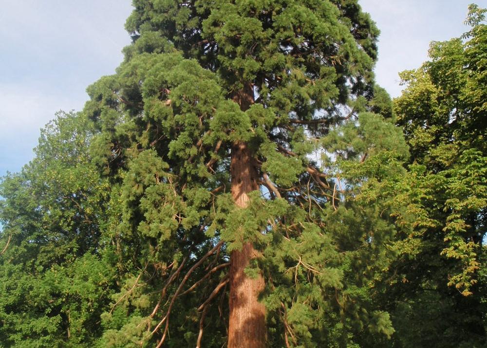 SAFLAX California Giant Redwood - 50 семян - С горшечным субстратом для лучшего выращивания - Sequoiadendron gigantea