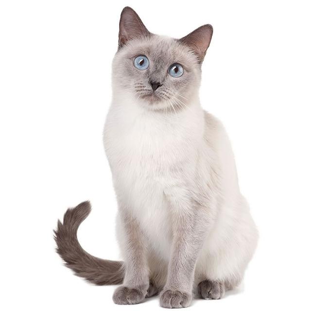 J503# Lovely Cat Persian Cat Sticker On The Car Vinyl Decal Waterproof Decoration Car Stickers