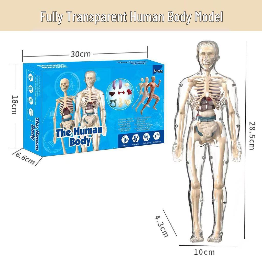 Children's Educational Anatomy Puzzle Toy - Cross-Border Human Skeleton Organ Assembly Model