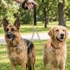 Adjustable Length Dual Dog Coupler Metal Clasp Two Dogs Lead Metal Dog Chain  Street Walk
