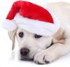 50PCS Christmas Pet Dog Cat Santa Hat Cosplay Hats  Pet Costume Ornaments   Christmas Party Pet Supplies Christmas Decorations