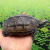 Golden Line Chinese Grass Turtle - Easy-to-Raise Omnivorous Pet for Outdoor Ponds