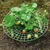 Cross-Border Strawberry & Vegetable Planting Rack - Balcony Climbing Support for Plants