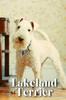 Книга Lakeland Terrier : Dog Breed Overview and Guide
