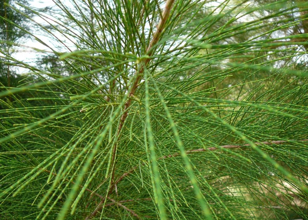 SAFLAX Бонсай - Sea Ironwood - 200 семян - Casuarina equisetifolia