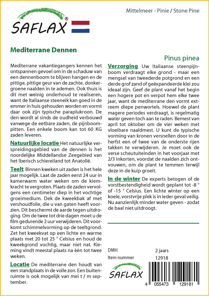 SAFLAX Сосна каменная - 6 семян - Pinus pinea