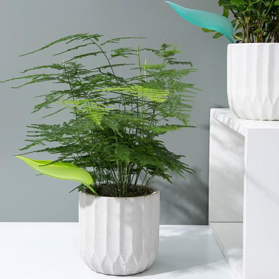 12 шт. поилка для цветов в форме листа самополивающийся вставной горшок для полива шипы легко