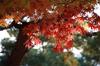10 Japanese Maple Seeds - Japanese Bonsai Tree Garden - Reproducible Farmer Seeds - SemiWild