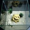 Аквариумный укрытие-дерево-шар с натуральным видом, 3D-печатное корневое укрытие для рептилий, нетоксичное убежище-пещера для рыб, декоративная среда обитания для аквариума с петушками, геккона