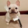 Cat/Dog/Pet Halloween New Funny Horror Toy Makeup Ball Performance Props Axes Saw Nail Knife Headwear Blood Scene Party Beloved